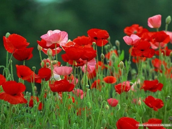 BULK 500 Poppy Seeds Red and Pink Poppy Flowers Reseeds