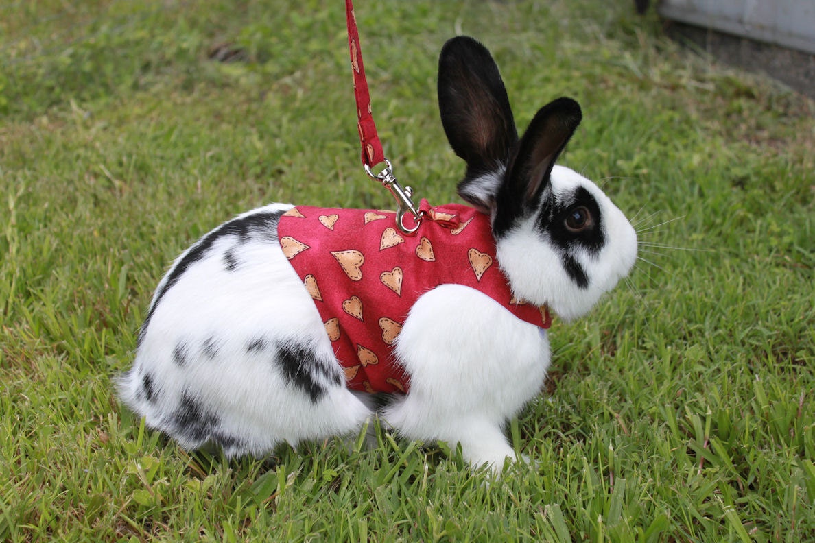 Loveheart Pet Rabbit Harness unisex. Made to Order by turvytopsy