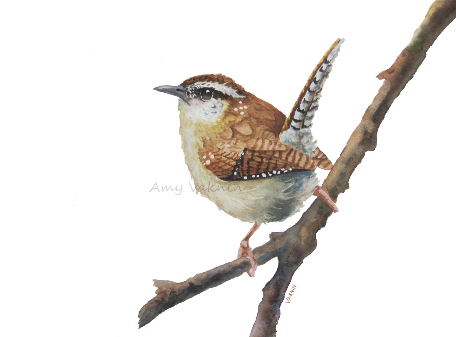 Wren Painting print bird wildlife art by ThePaintedReflection