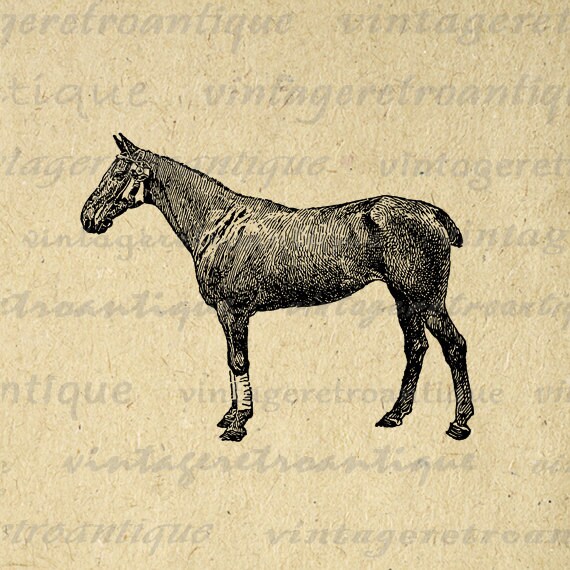 horse polo clip art - photo #22