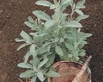 WHITE SAGE / sample pack 50 seeds/ powerful spirit plant that clears negative energy / wonderful plant for the garden or container