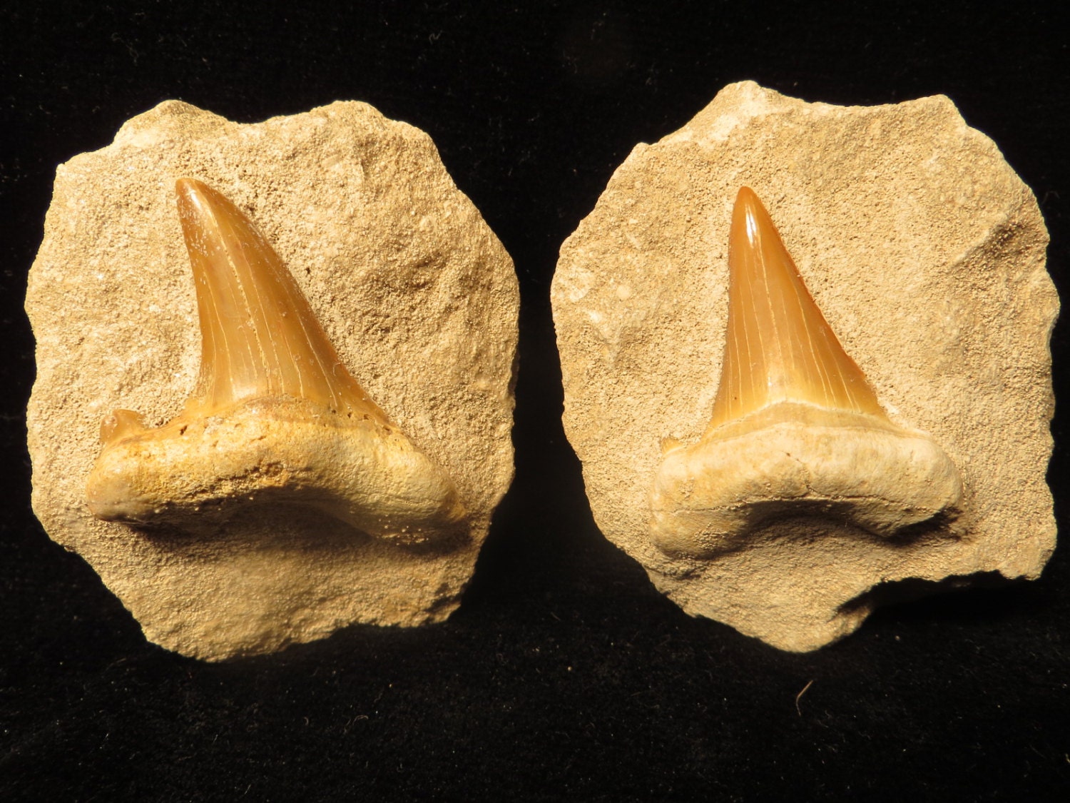 Two Prehistoric Shark Tooth Fossil by OldGLoriEstateSale on Etsy