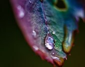 THE NATURE COLLECTION, macro photography, rose, water drop, rainbow, delicate, dramatic, purple, burgundy, turquoise, sapphire, shiny THE NATURE COLLECTION, macro photography, rose, water drop, rainbow, delicate, dramatic, purple, burgundy, turquoise, sapphire, shiny