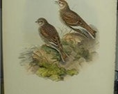 John Gould Lithograph Birds Britain WHITE WINGED LARK