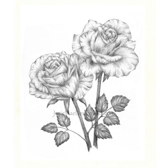 Items similar to Flower Rose Drawing Print Painting Black and White ...