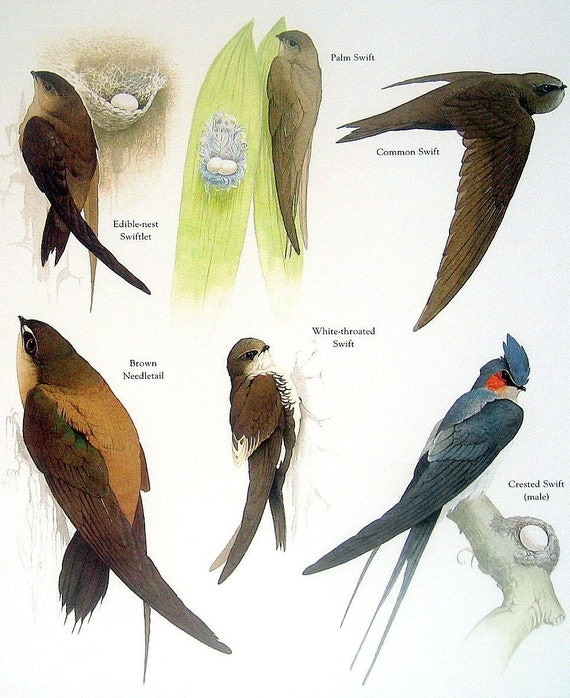 items similar to birds edible nest swiftlet palm swift items similar to birds edible nest swiftlet palm swift