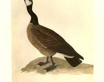 constable canada goose