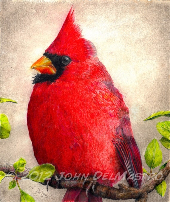 Items similar to Color Pencil Drawing - Cardinal - Bird 
