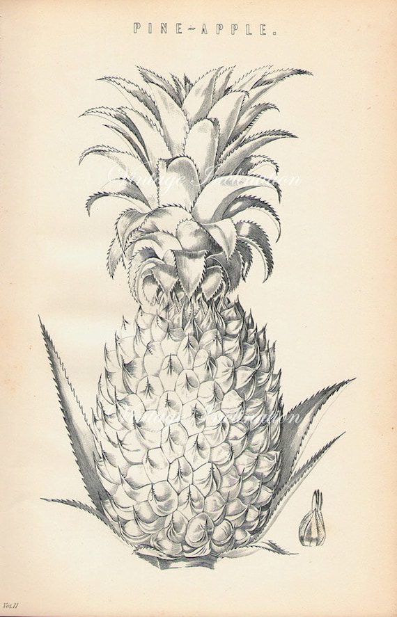 Vintage Pineapple 100