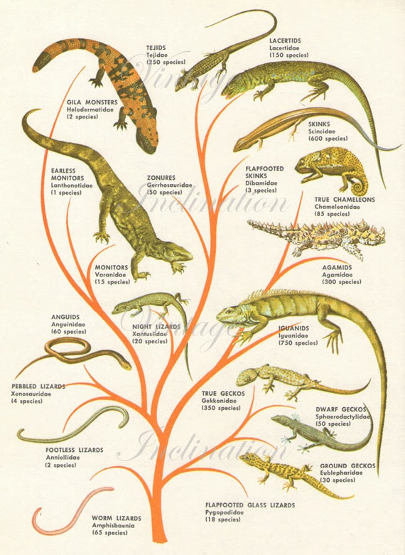 LIZARDS FAMILY TREE Reptile Species 1950s Original Vintage