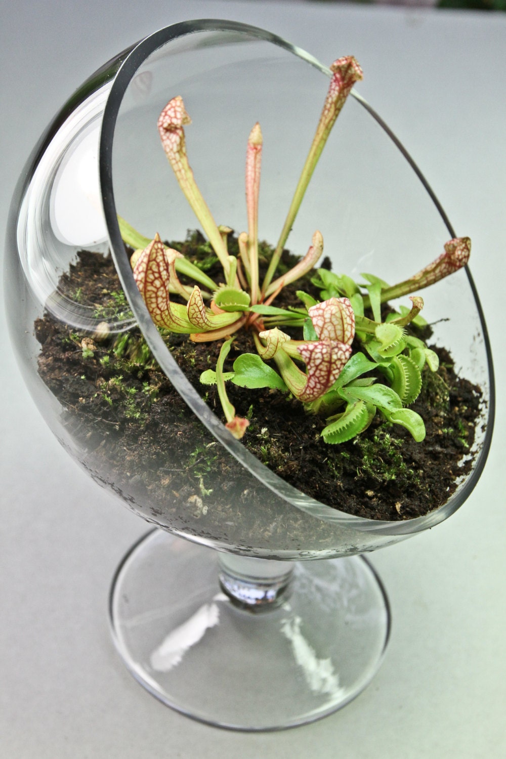 Carnivorous Plant Terrarium 3 Plants with Elegant Sloped