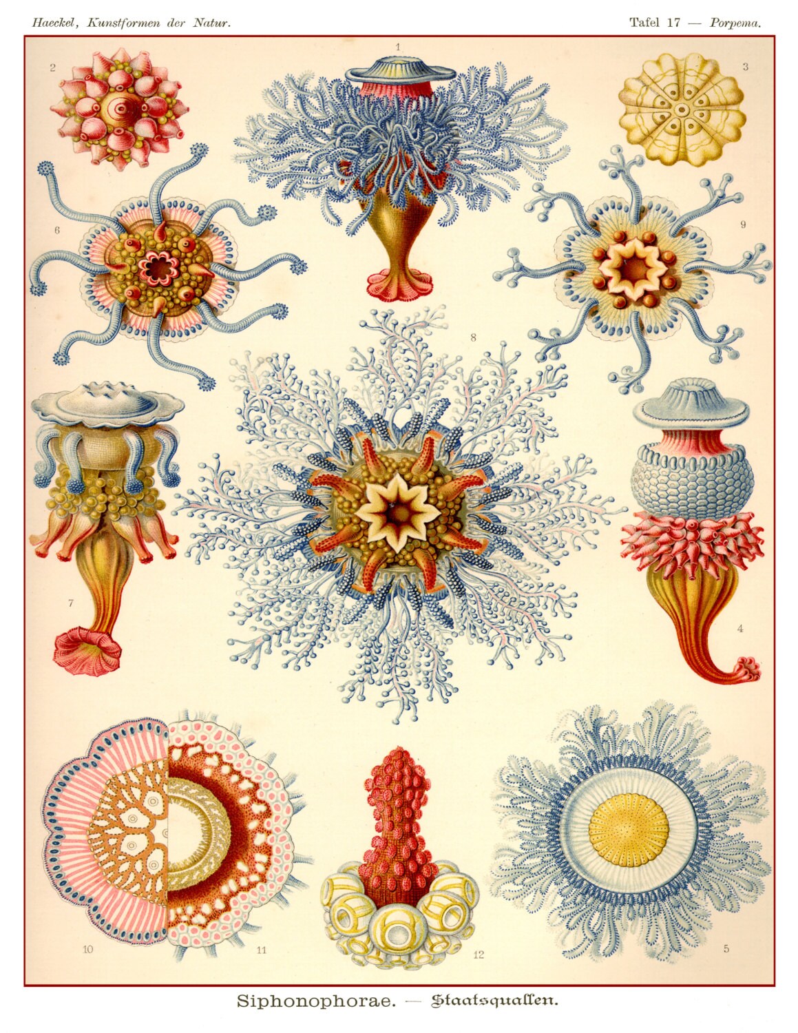 Vintage Ernst Haeckel Jellyfish Scientific Illustration Sea