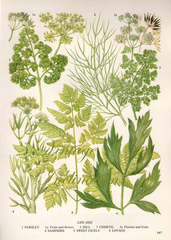 HERBS Vintage Botanical Print Antique plant print 147