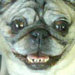 puglover424