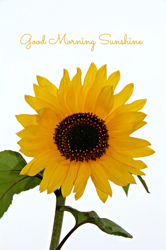 Items similar to Good Morning Sunshine, Sunflower Greeting Card Set on Etsy