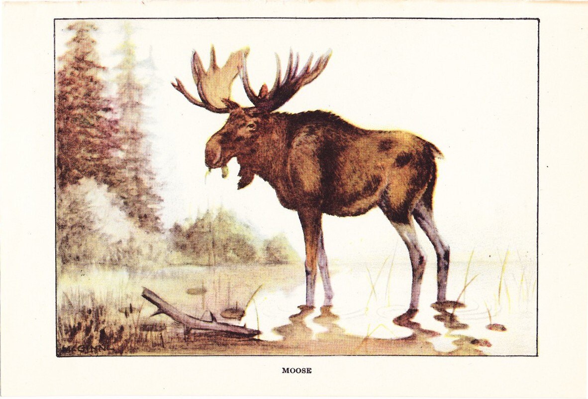 Vintage Moose 118