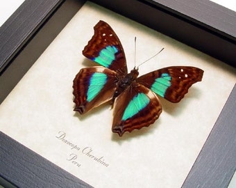 Framed Butterfly Turquoise Emperor Real Butterfly Display 305