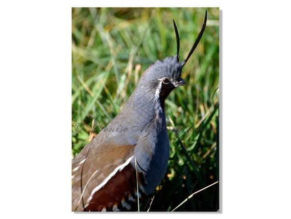 Unavailable Listing on Etsy