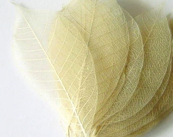 One Dozen Medium Ivory Skeleton Leaves Great for Corsages, Hair Clips, Paper Crafts
