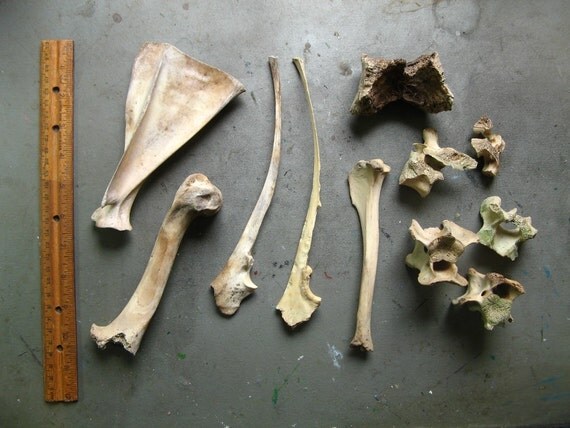 FOUND OBJECTS Bone Lot Real White Tailed Deer Animal Bones
