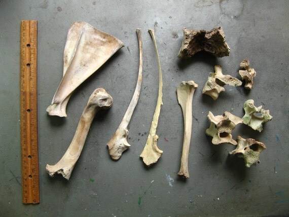 alden deer bone