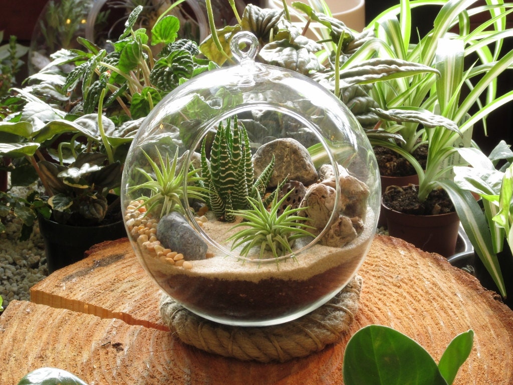 Modern Succulent and Air Plant Sphere Terrarium Kit by