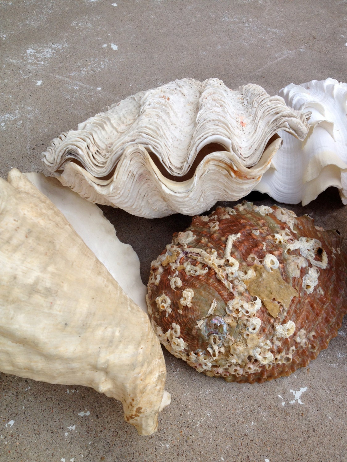 RESERVED ITEM A Collection Of Large Vintage Sea Shells That