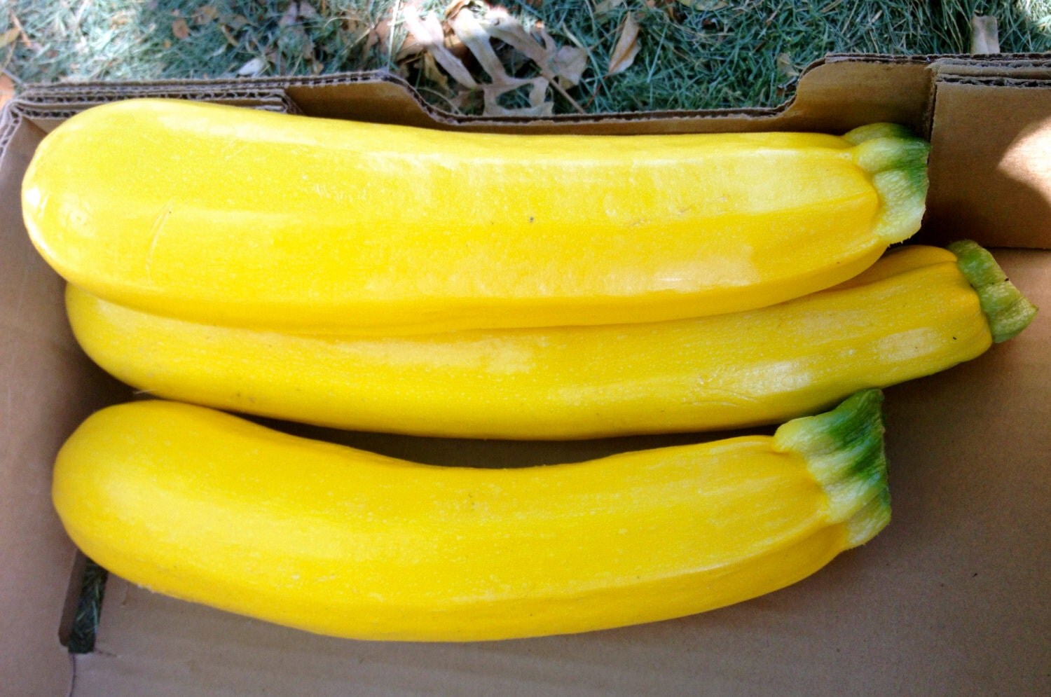 Golden Zucchini Organically Grown Heirloom Excellent Flavor