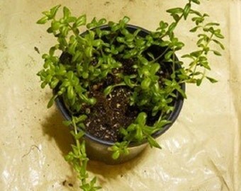 Bacopa Monnieri (Brahmi) Live Plant