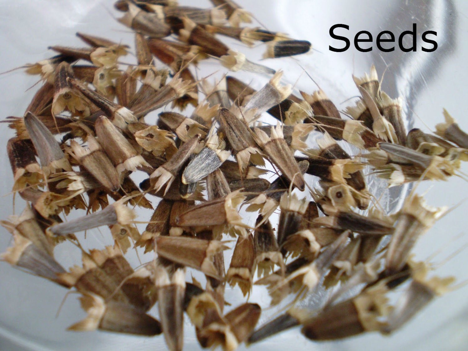 Heirloom 150 Seeds Mexican Sunflower Tithonia Rotundifolia Red