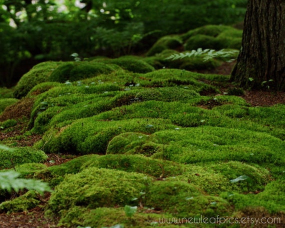 Items similar to Moss covered forest floor, Maine coast landscape ...