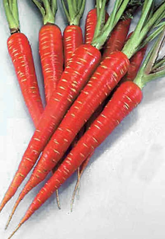 Carrot NutriRed Heirloom Carrot Seeds High by BoxGardenSeeds