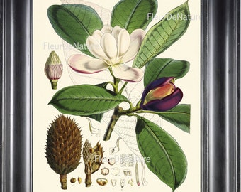 BOTANICAL PRINT Fitch 8x10 Botanical Art Print 6 Beautiful White Magnolia Flower Tree Branch Garden Nature Plant Seeds to Frame Home Decor