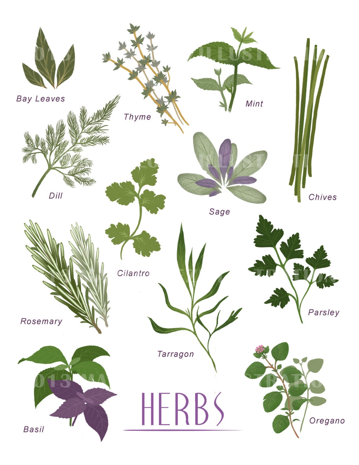 HERB POSTER 8.5 x 11 Print Kitchen Illustration Home Decor