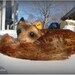 Vintage Steiff Ferret/Weasel Dormy