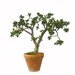 Blooming Crassula Ovata Flowering Jade Plant 8 Years Old 31" Tall #283