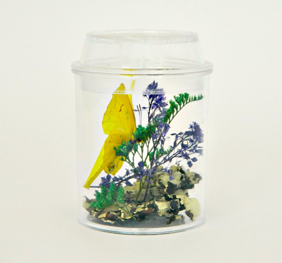 Terrarium Kits for Children Butterfly and Insect Decor