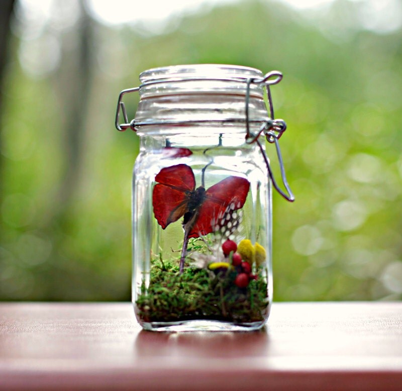 Butterfly Terrarium Kit Teacher's Gift Real Butterfly in