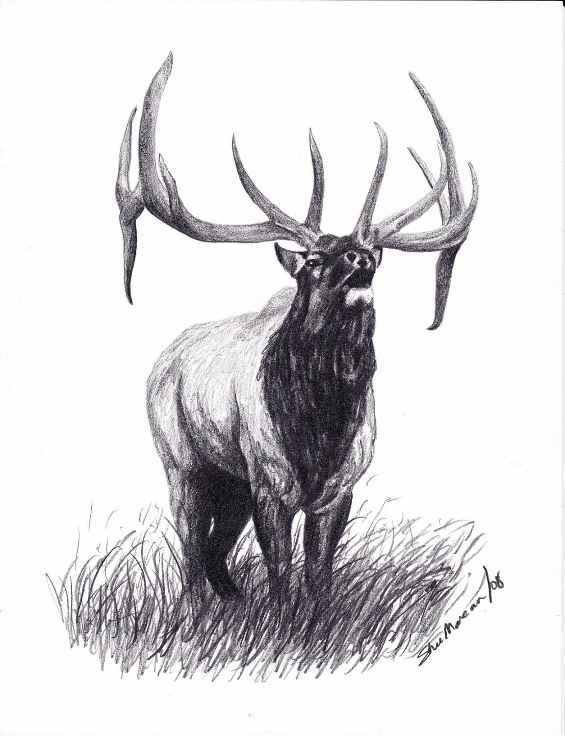 Elk Bull Elk Limited Edition Print Black & White Drawing