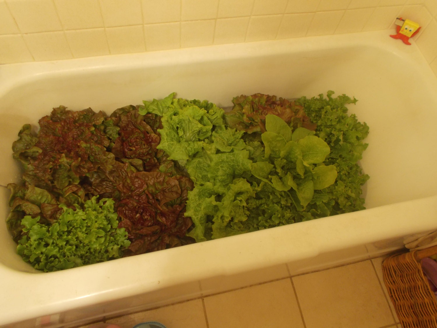 SALE Mixed Lettuce Seed Spring Mix mescalin seeds Organic