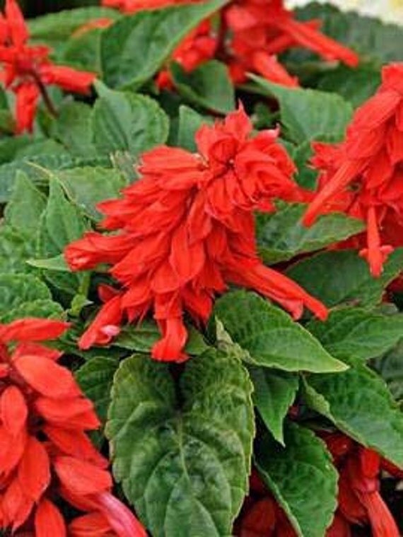 50 Red fire flower plant seeds heirloom non by Magicgreekgarden