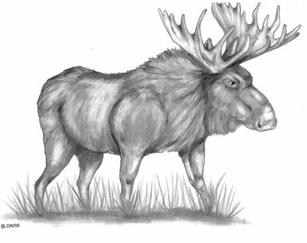 Moose Pencil Sketch Poster