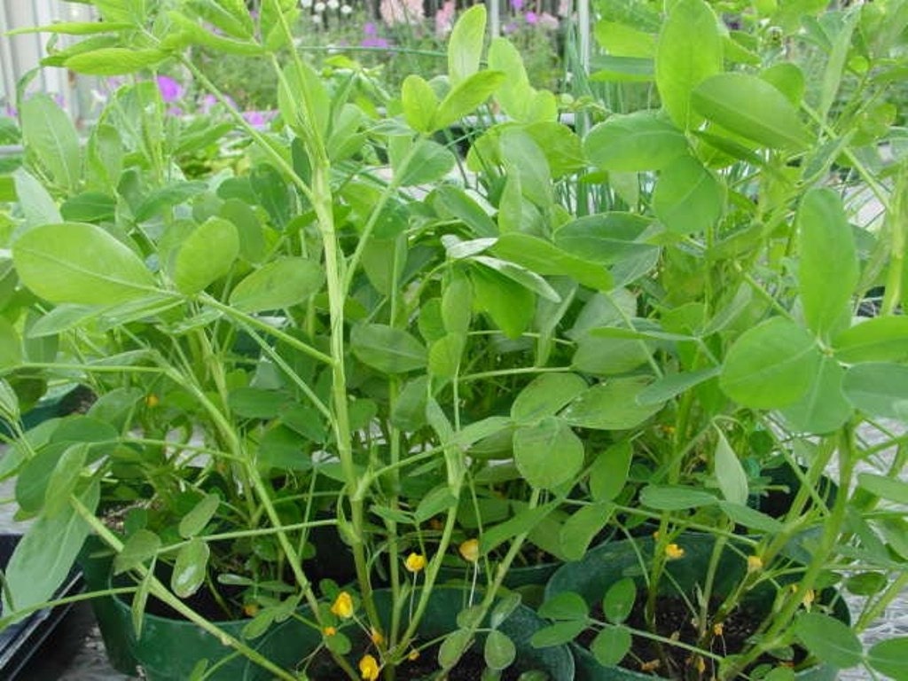 BIG SALE Peanut Jumbo Virginia Peanuts . Untreated