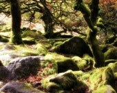 Woodland photography, tree photography, Wistman's Wood, Dartmoor landscape, mystical, magical, oak trees, nature, 12 x 8 fine art print