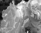 Rain on a Summer Rose - a Field of Grey Photography Fine Art Print Landscape   8 x 10 Matte print