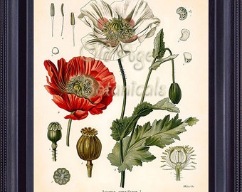 KOHLER Botanical Print 8x10 Papaver Somniferum Opium Poppy Antique Vintage Art Painting 1887 Plate Red FLower Seeds BF0701