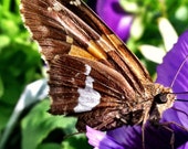Beautiful Butterfly - Photo Magnet
