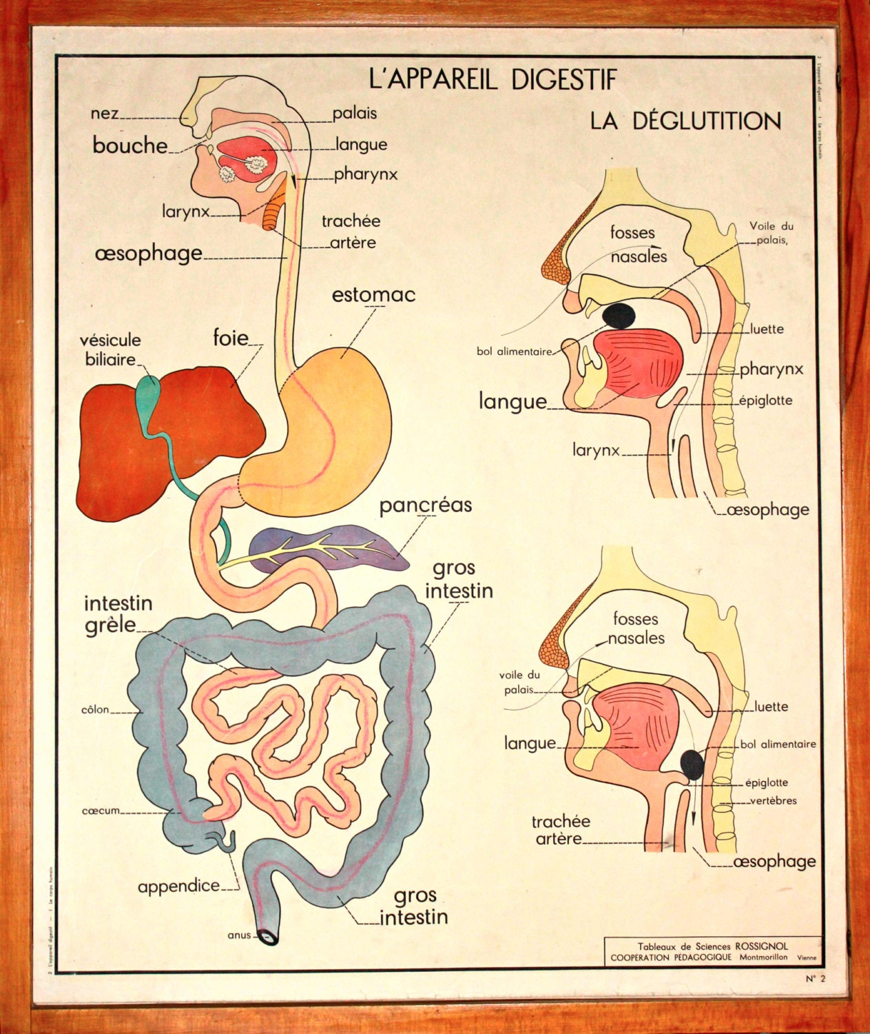 Anatomy Human body Life Sciences Vintage Large