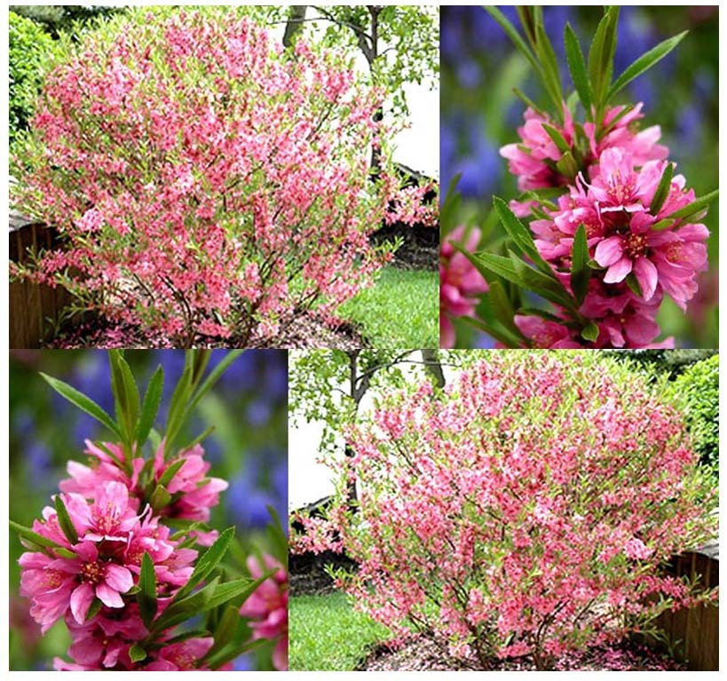 Russian Almond Shrub Prunus tenella Seeds ORNAMENTAL