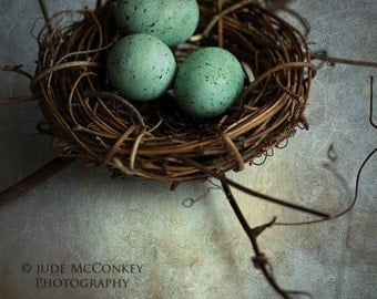 nest robins eggs still life photography home decor mothers day Spring nursery decor